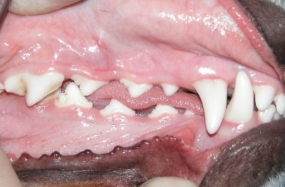 Pet dentistry healthy teeth