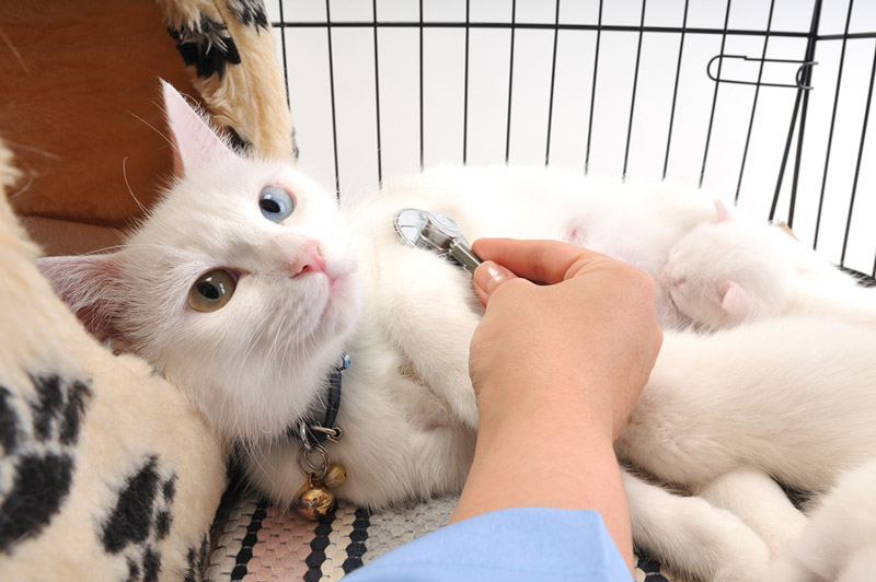 cat-exam