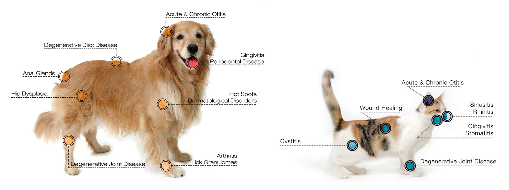 pet-laser-pain-relief